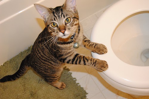 How to Potty Train a Cat | OliveKnows
