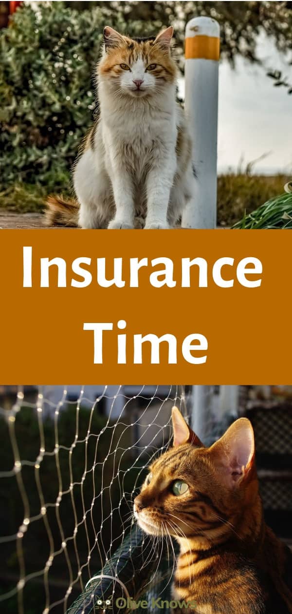 Insurance Time