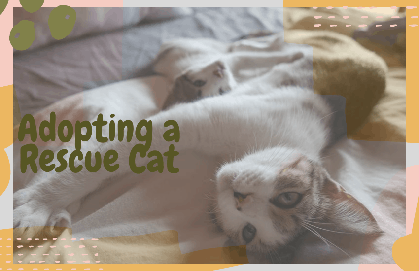 Adopting a Rescue Cat