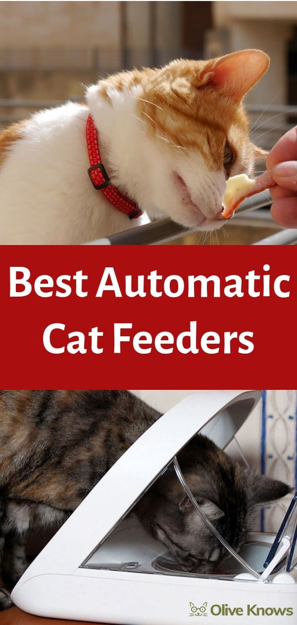 Best Automatic Cat Feeders