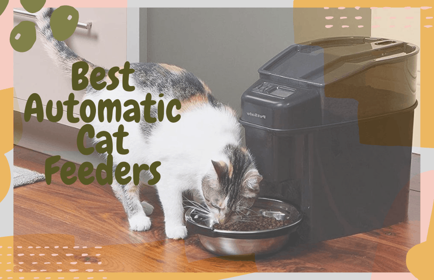 Best Automatic Cat Feeders