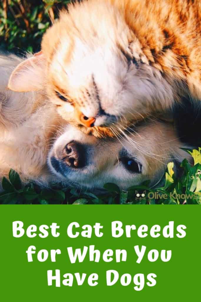 Best Cat Breeds for When You Have Dogs OliveKnows