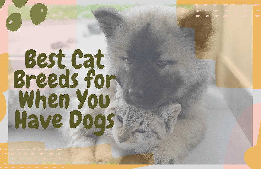 Best Cat Breeds for When You Have Dogs