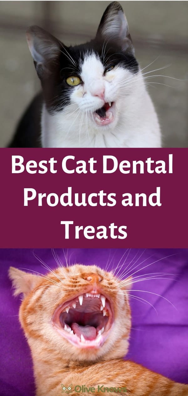 Best Cat Dental Products and Treats