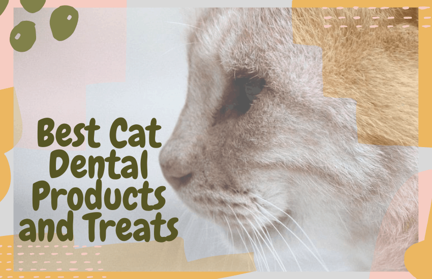 Best Cat Dental Products and Treats