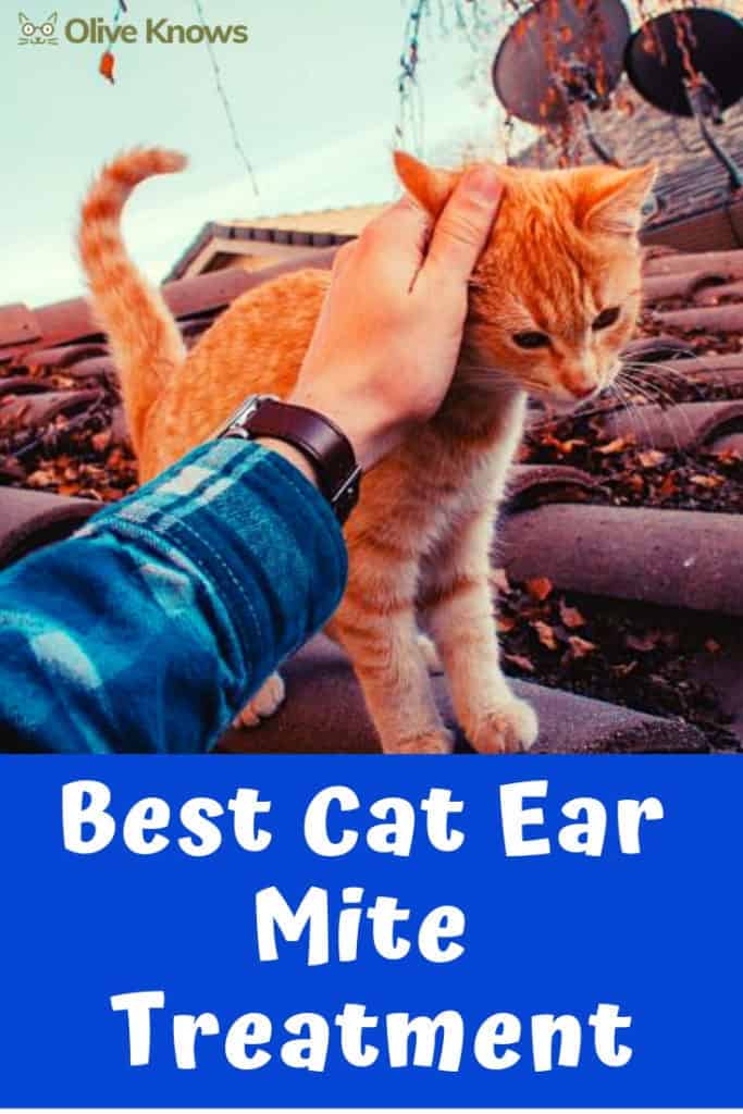 Best Cat Ear Mite Treatment OliveKnows