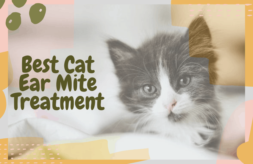 Best Cat Ear Mite Treatment