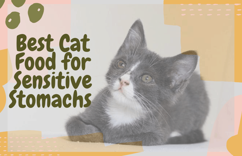 Best Cat Food for Sensitive Stomachs 