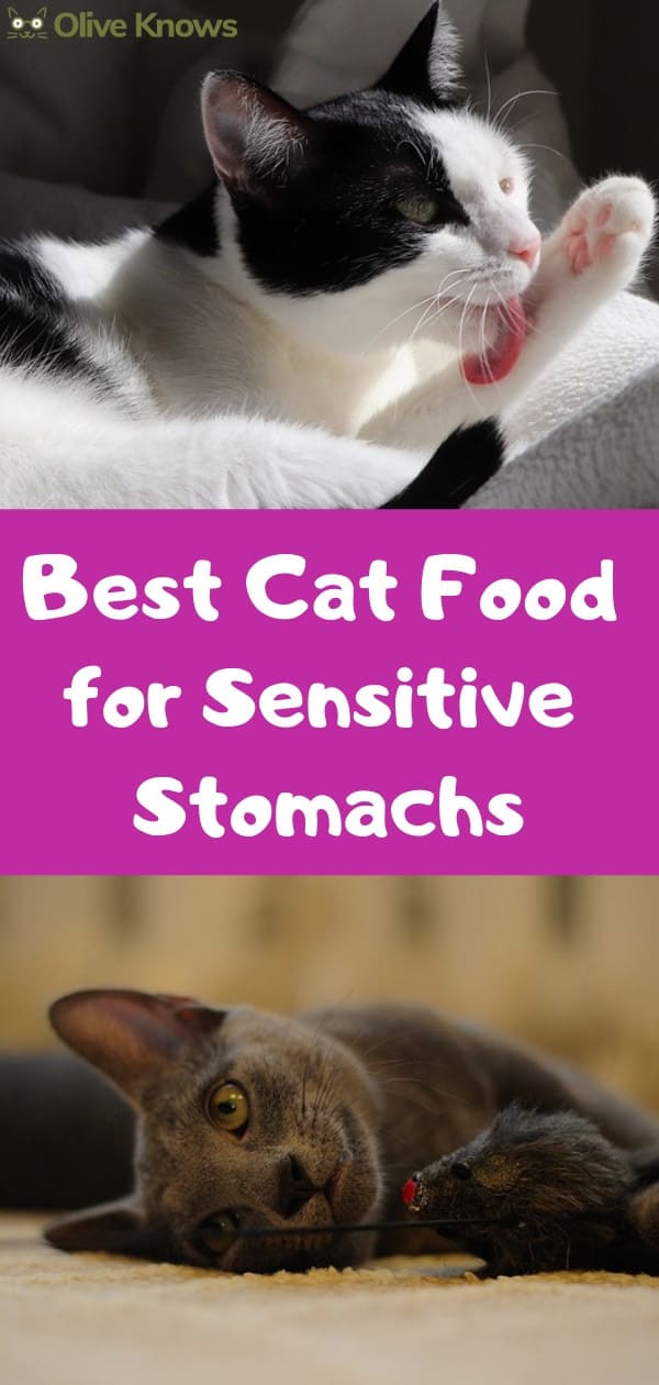 best cat food for ibs