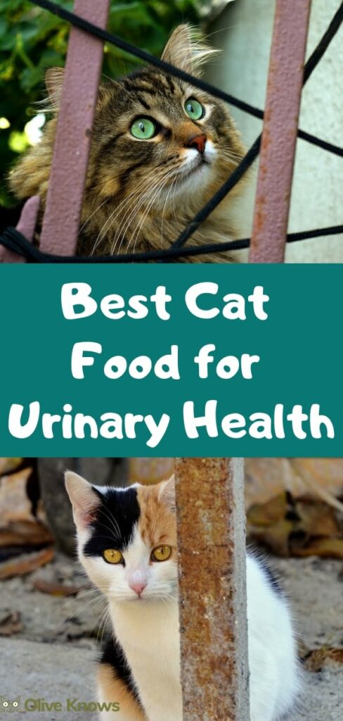 Best Cat Food for Urinary Health