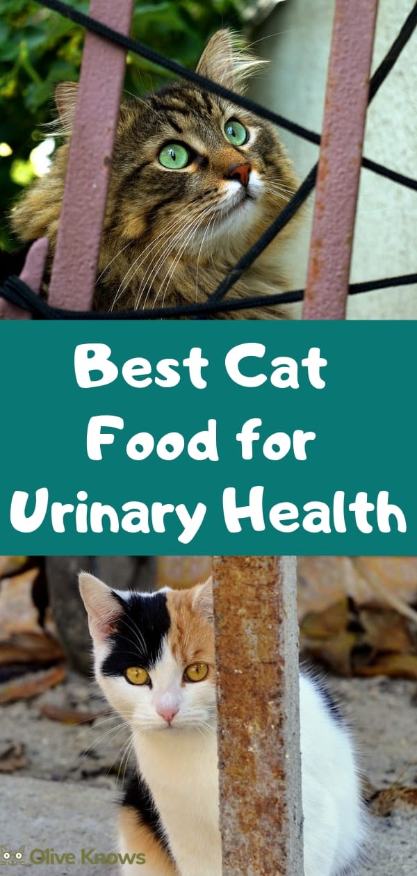 Best Cat Food for Urinary Health OliveKnows