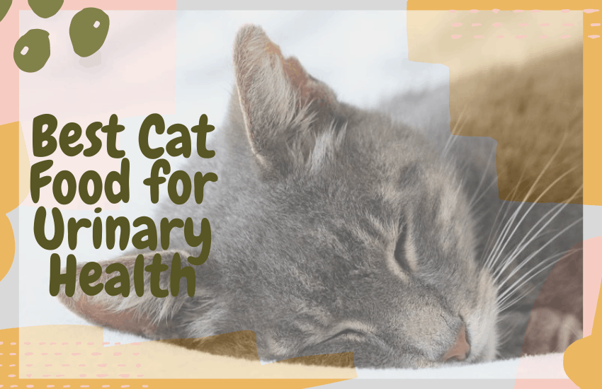 Best Cat Food for Urinary Health