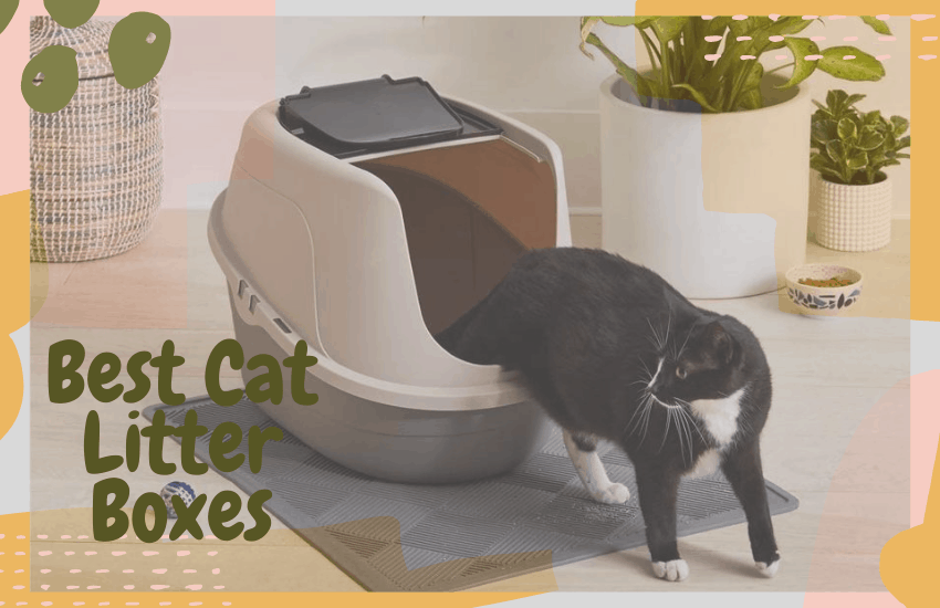 Best Cat Litter Boxes