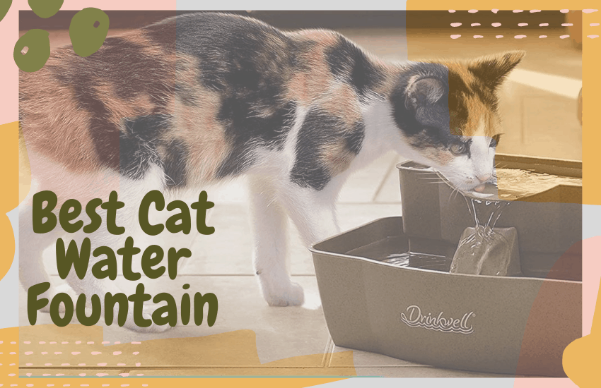 cat waterers