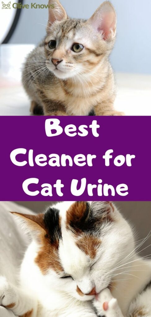 Best Cleaner for Cat Urine