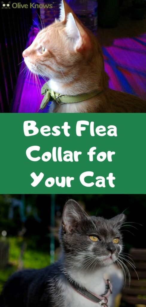 Best Flea Collar for Your Cat