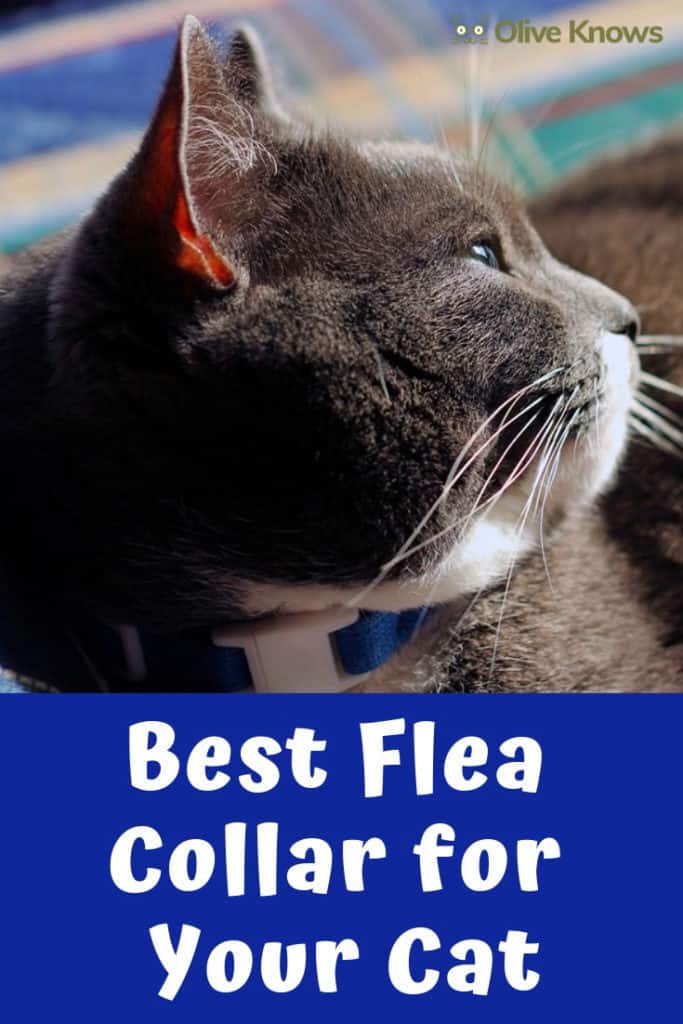 Best Flea Collar for Your Cat OliveKnows