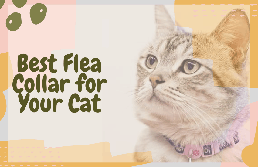 Best Flea Collar for Your Cat