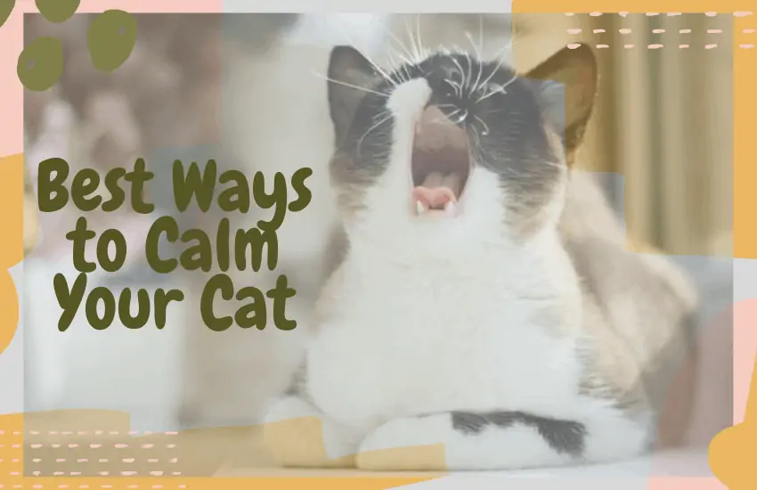 Best Ways to Calm Your Cat