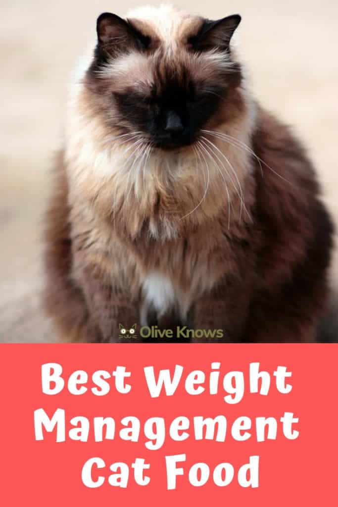 Best Weight Management Cat Food OliveKnows