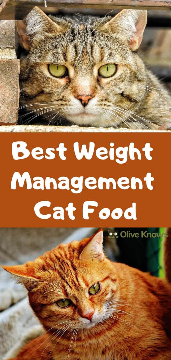 science diet cat weight management