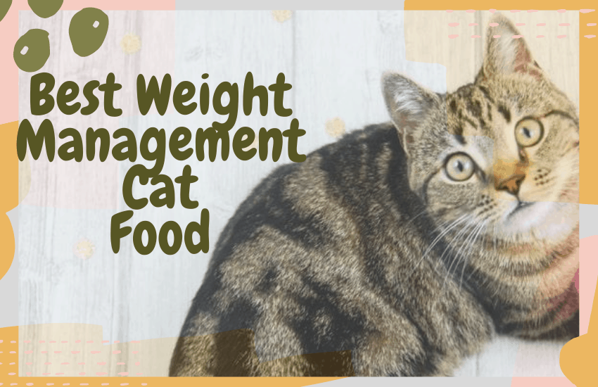 Best Weight Management Cat Food