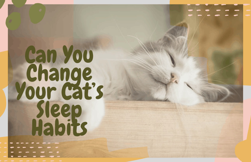 Can You Change Your Cat’s Sleep Habits