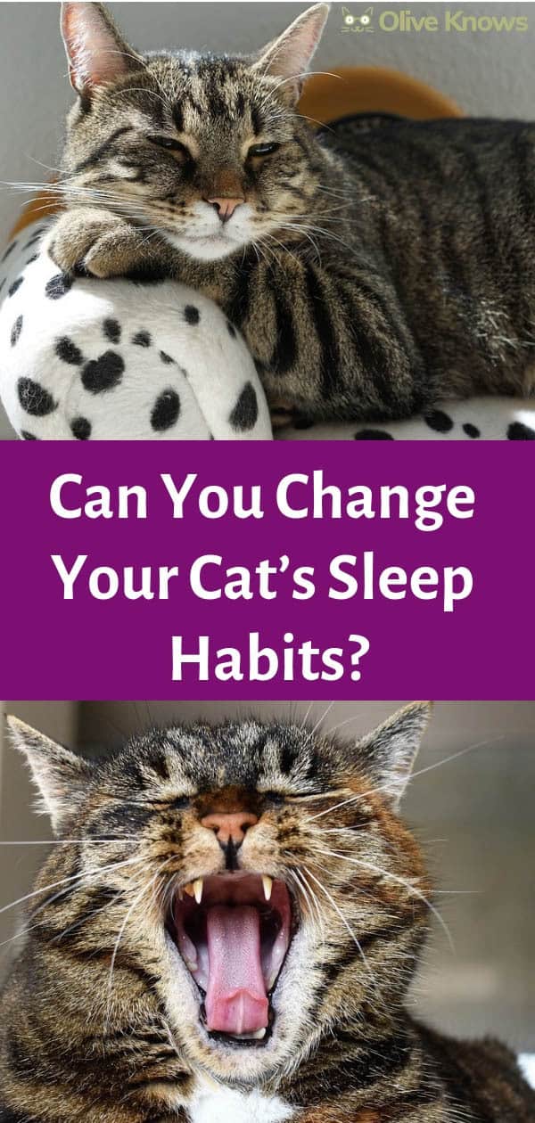 Can You Change Your Cat’s Sleep Habits