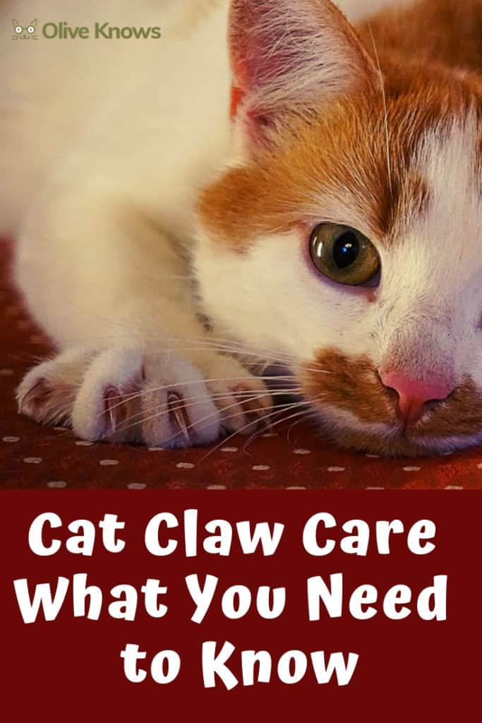 Cat Claw Care What You Need to Know OliveKnows