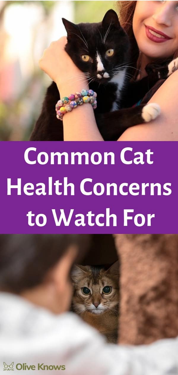 Common Cat Health Concerns to Watch For