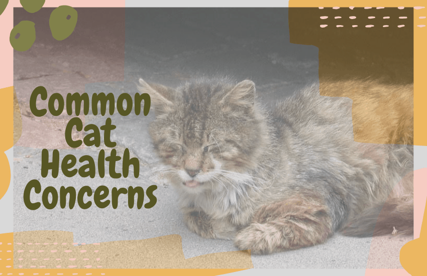 Common Cat Health Concerns