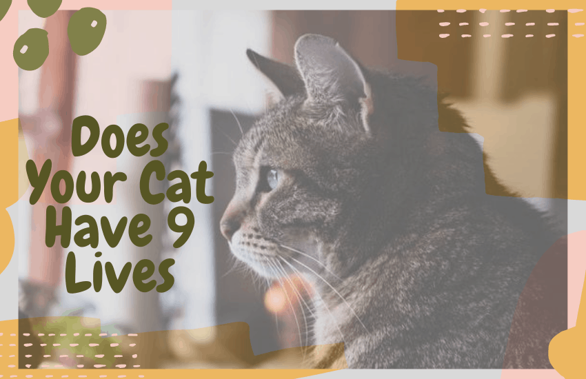 Does Your Cat Have 9 Lives