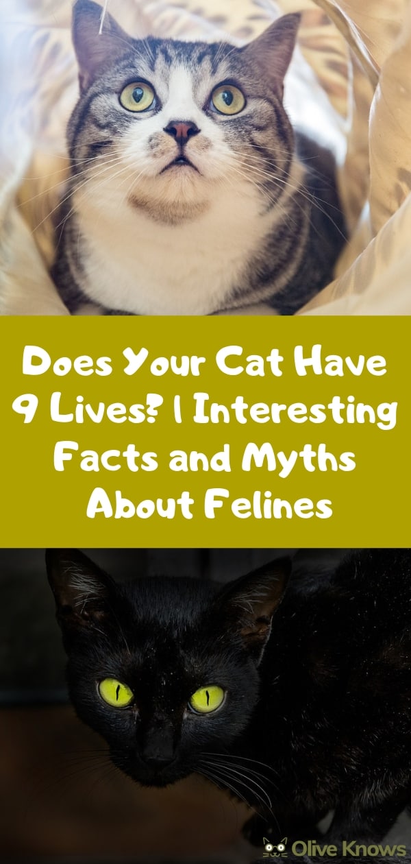 Does Your Cat Have 9 Lives