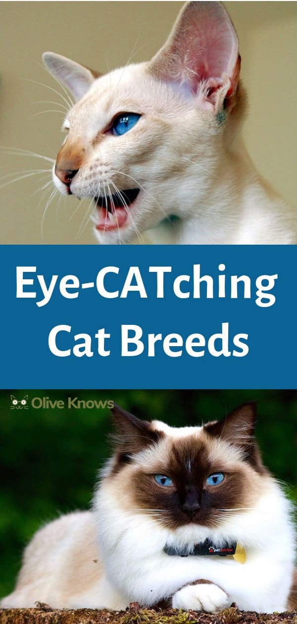 Eye-CATching Cat Breeds