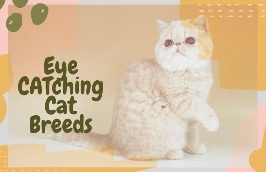 Eye CATching Cat Breeds