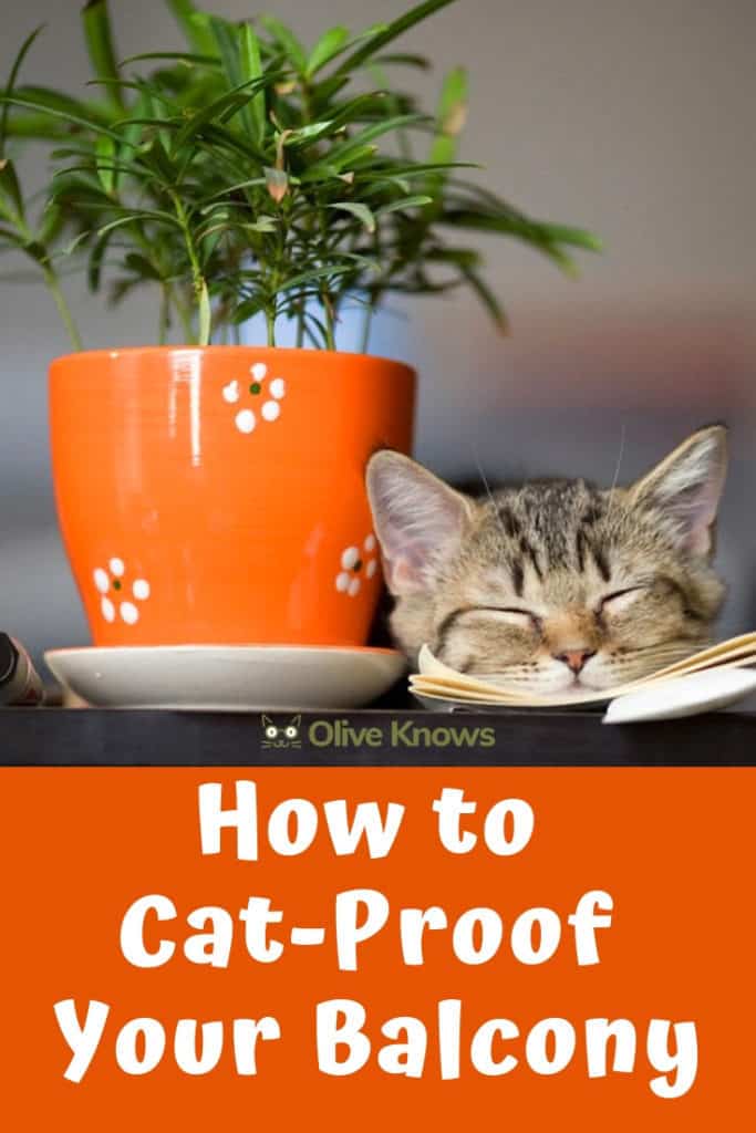 How to CatProof Your Balcony Catios, Enclosures and More! OliveKnows