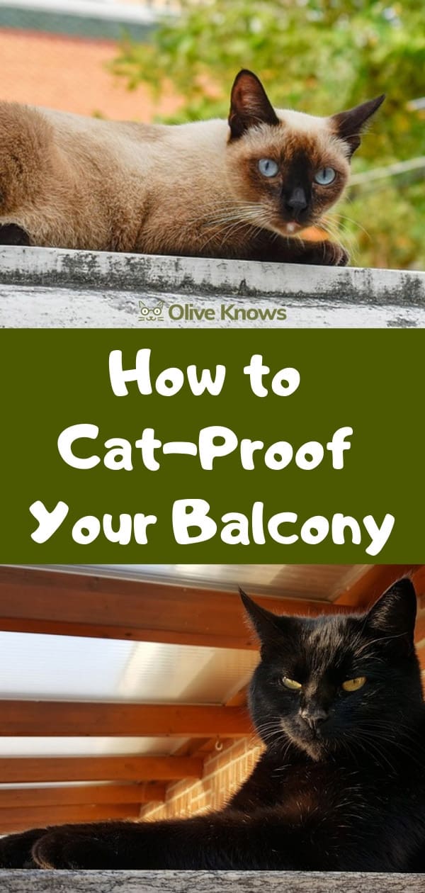 How to Cat-Proof Your Balcony