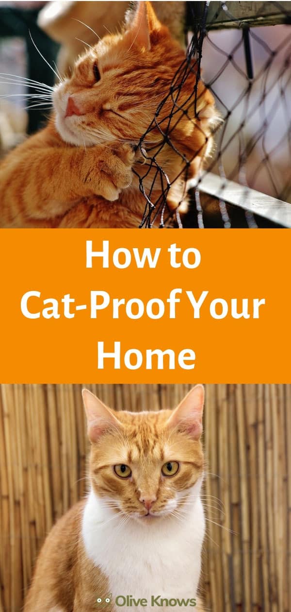 How to Cat-Proof Your Home