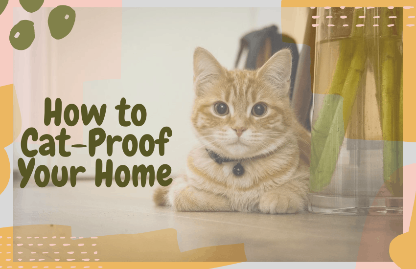 How to Cat-Proof Your Home