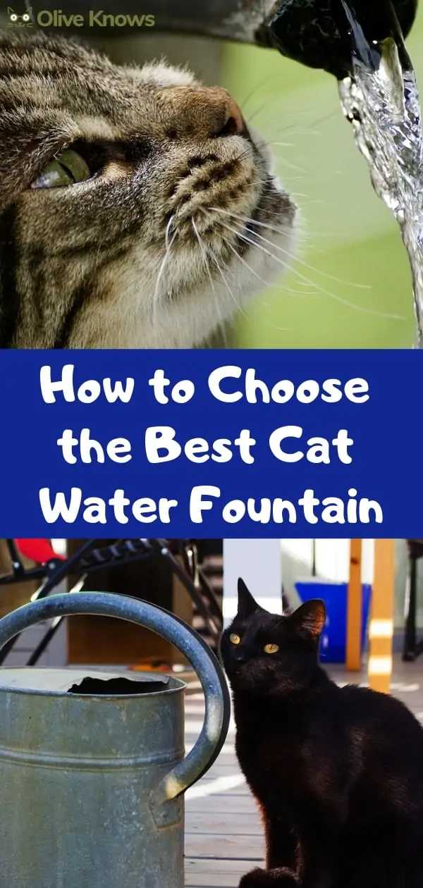 Best Cat Water Fountain