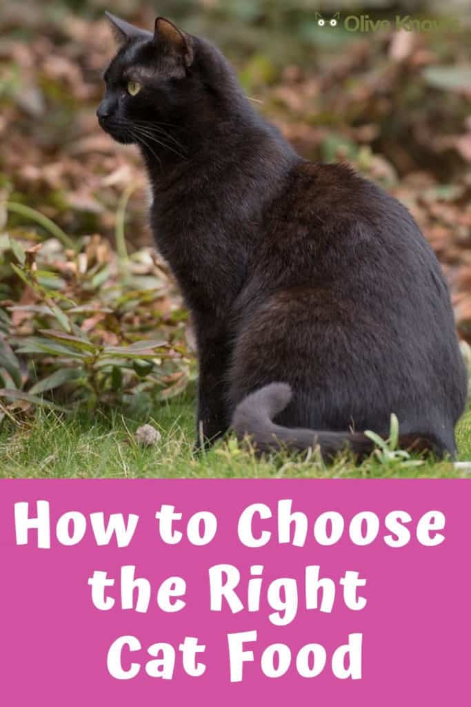 How to Choose the Right Cat Food OliveKnows