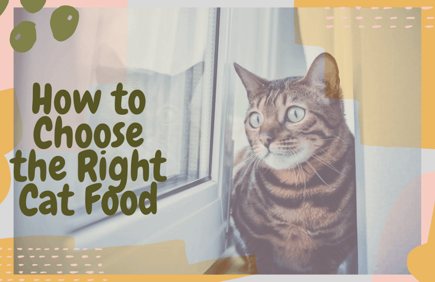 How to Choose the Right Cat Food