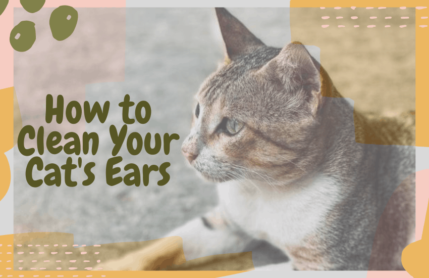 How to Clean Your Cat's Ears