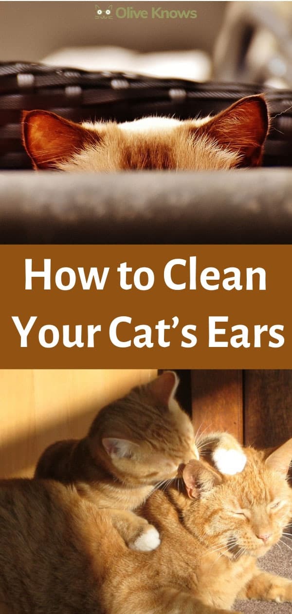 How to Clean Your Cat's Ears