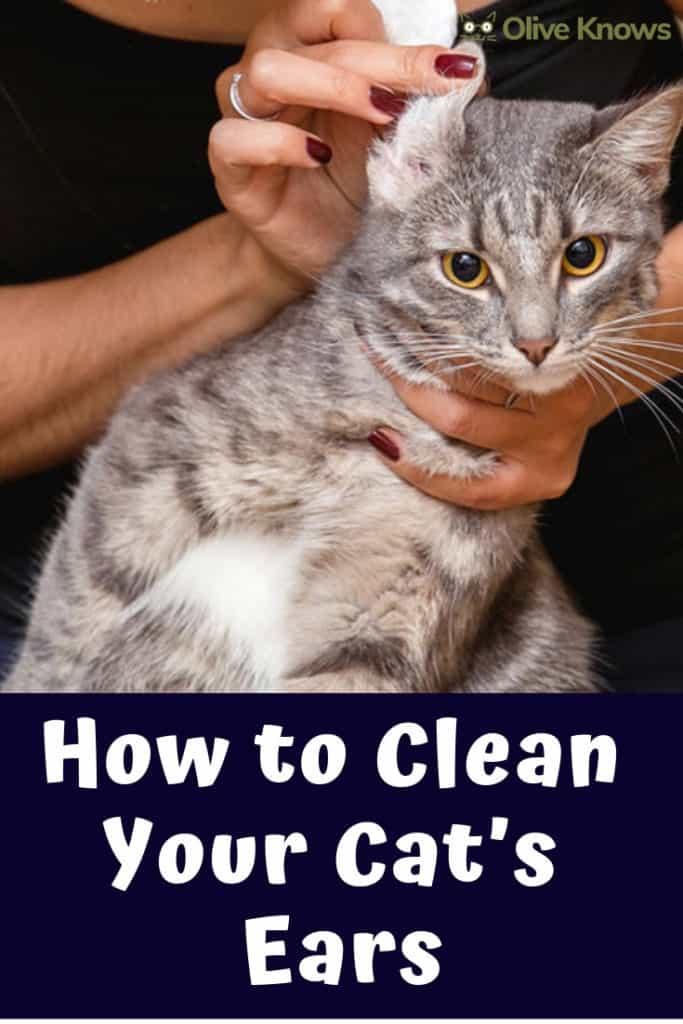 How to Clean Your Cat's Ears OliveKnows