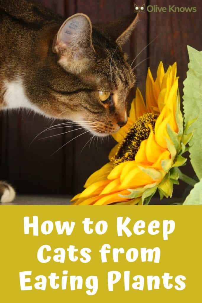 How to Keep Cats from Eating Plants OliveKnows