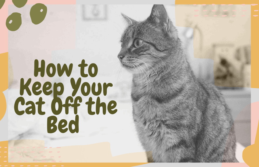 How To Keep Cat Off Bed Without Being Super Mean Oliveknows