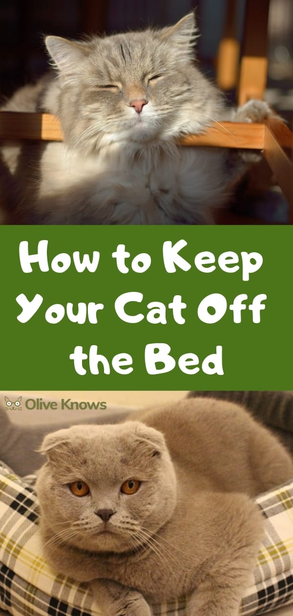 How To Keep Your Cat Off The Bed Without Being Super Mean