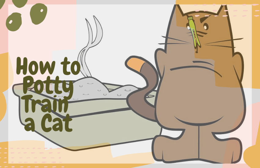 How to Potty Train a Cat