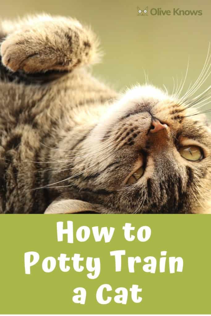 How to Potty Train a Cat OliveKnows